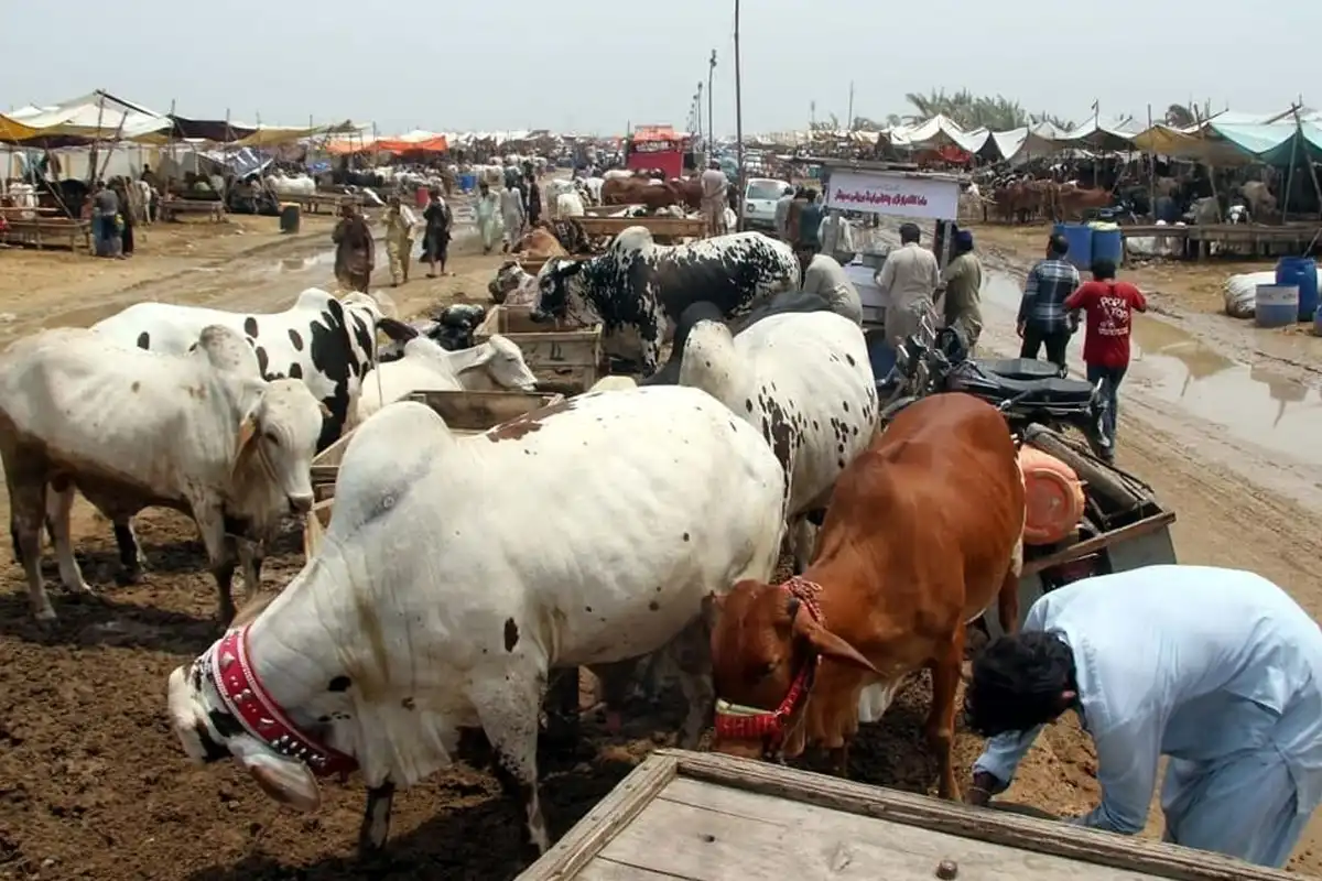 سندھ میں کانگو وائرس کا پہلا شکار، 17 سالہ نوجوان دوران علاج دم توڑ گیا