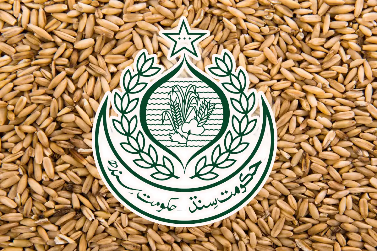 سندھ میں 31 ارب روپے سے زائد کا گندم اسکینڈل، کیس نیب کو بھیجنے کا فیصلہ