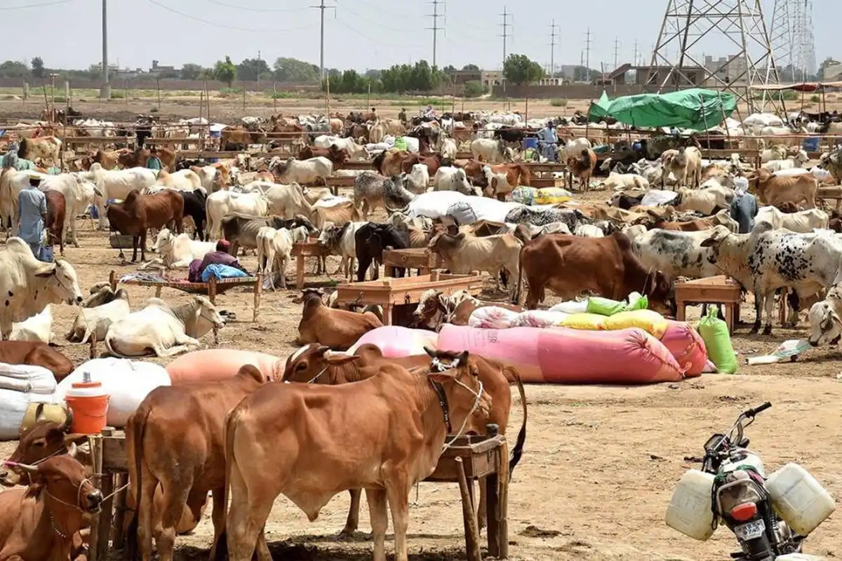 عیدالاضحیٰ سے قبل کانگو وائرس کا پہلا مشتبہ کیس سامنے آگیا