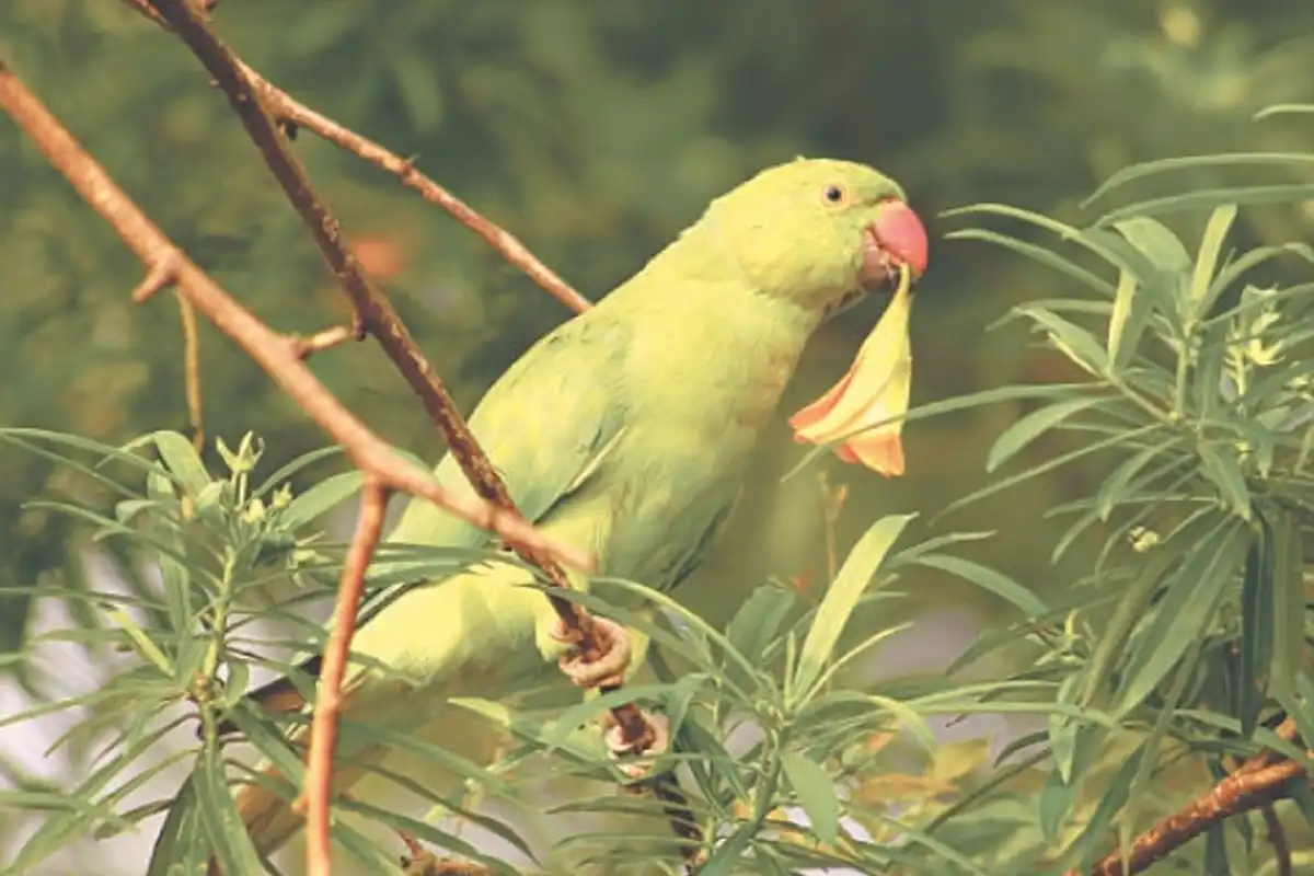 پنجاب میں طوطا رکھنے والوں کیلئے لائسنس لازمی، خلاف ورزی پر کارروائی ہوگی