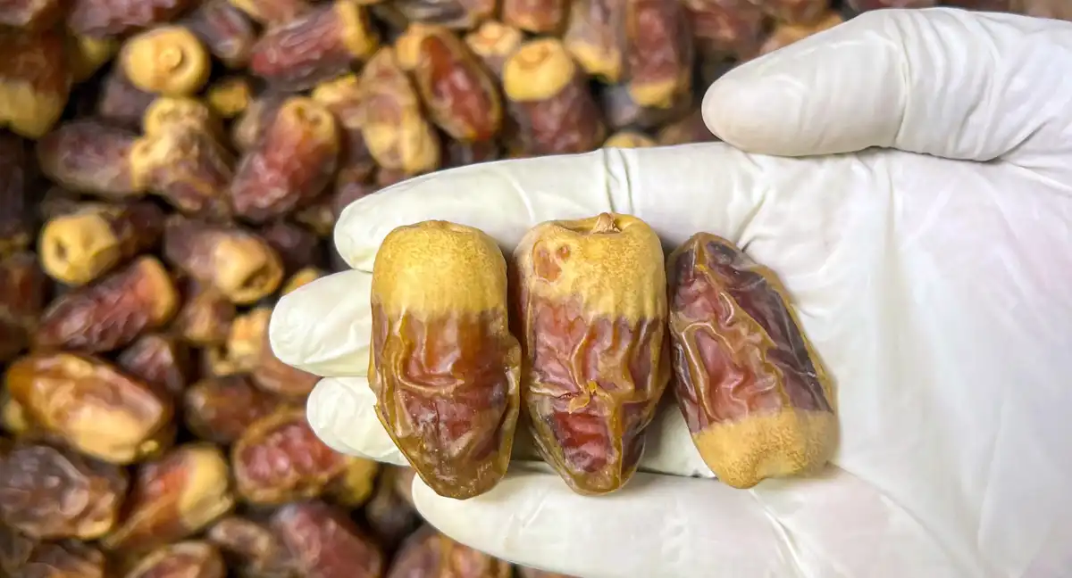 پاکستانی کھجور کی عالمی منڈیوں تک رسائی، برآمدات میں اضافہ