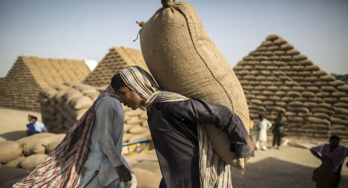 وفاقی حکومت کا 7 لاکھ ٹن گندم در آمد کرنے کا فیصلہ