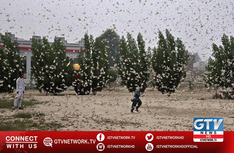 Over 2340 hectares area sprayed under counter locust operation during last 24 hours
