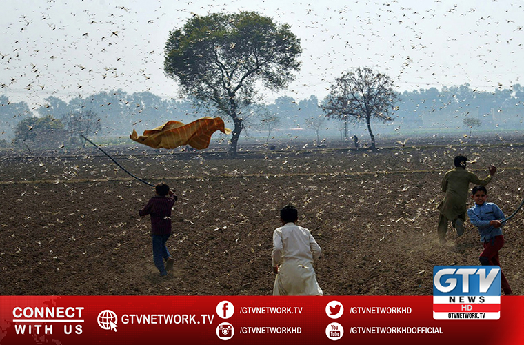 UN mentions locust hit Pakistan needs $372m additional funding