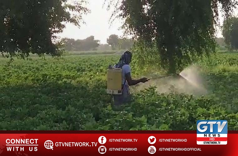 National Locust Control Centre conduct operation over 144 hectares in Lasbela