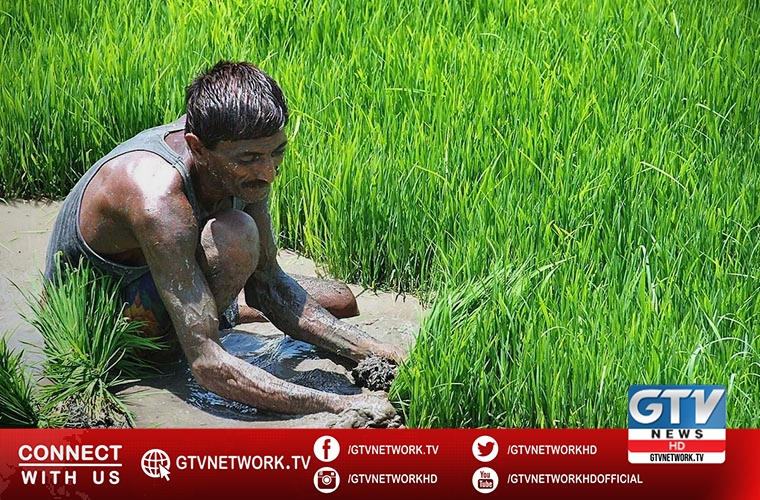 Top rice traders educate rice transplanters families on children rights
