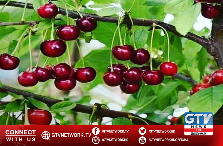 China to start importing Cherries from Pakistan from next year