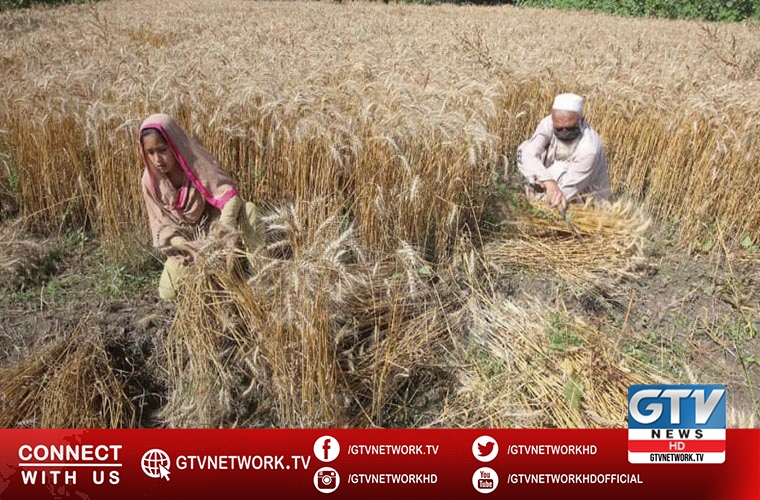 Adviser to PM discuss optimum support price for the wheat crop