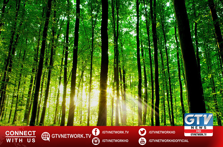 International Day of Forests being observed across the globe