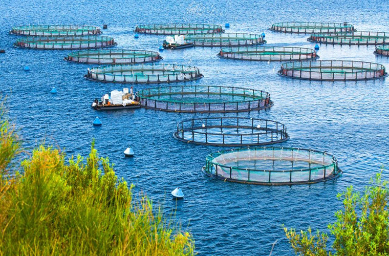 Learning of cage fishing technique and aquaculture fish production system proposed