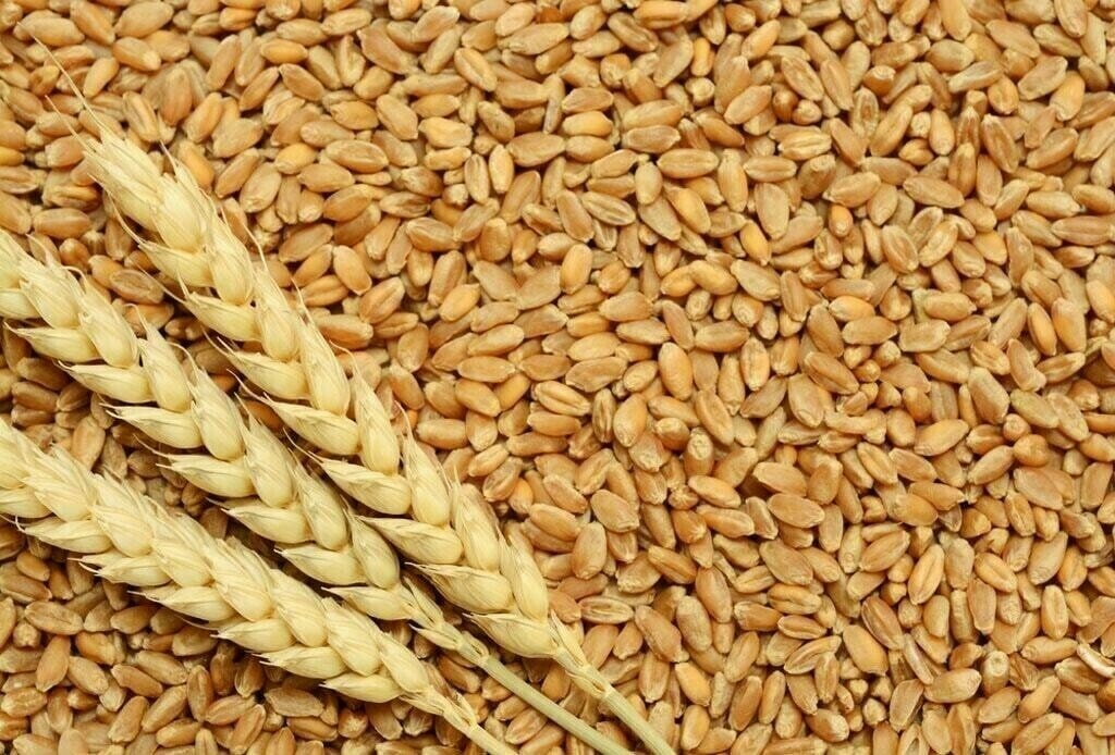 Floor crises might ease as two wheat shipments arrived at Port Qasim