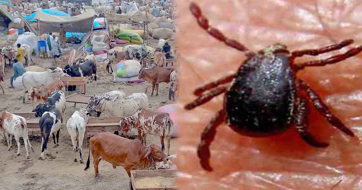 Congo virus killed another man in Karachi,12 more tested positive