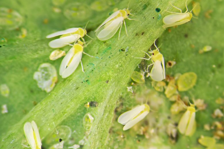 Beware of Whiteflies, Punjab Agri Dept warned