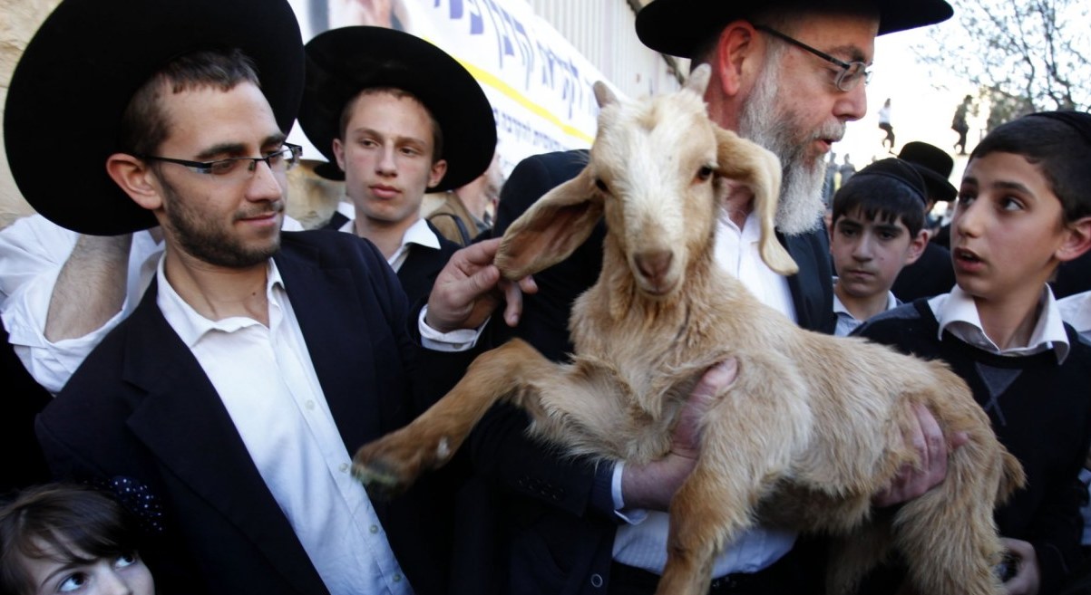 Zionists try to sacrifice goats at Al-Aqsa compound