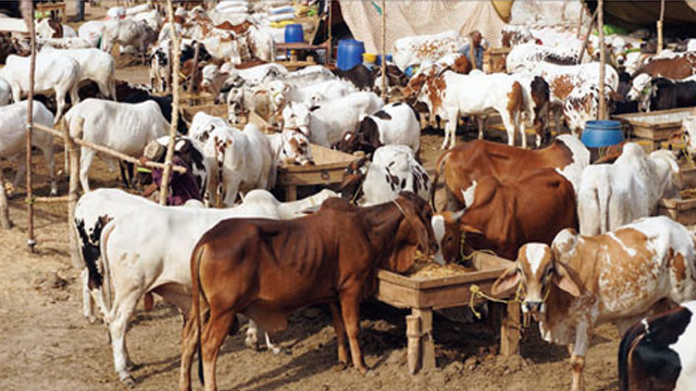 How many animals will be sacrificed in Pakistan this year?