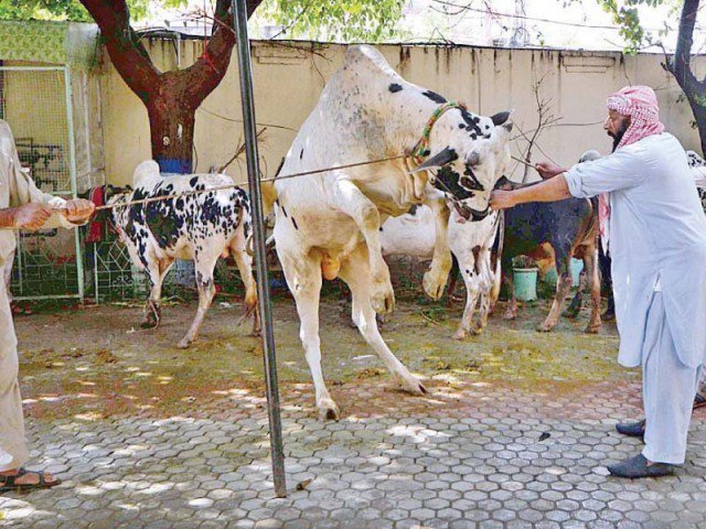 Butchers set rates to slaughter animals on Eidul Azha
