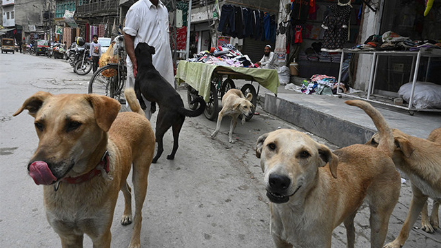 Karachi’s ‘proactive’ police nab boy who killed stray dog