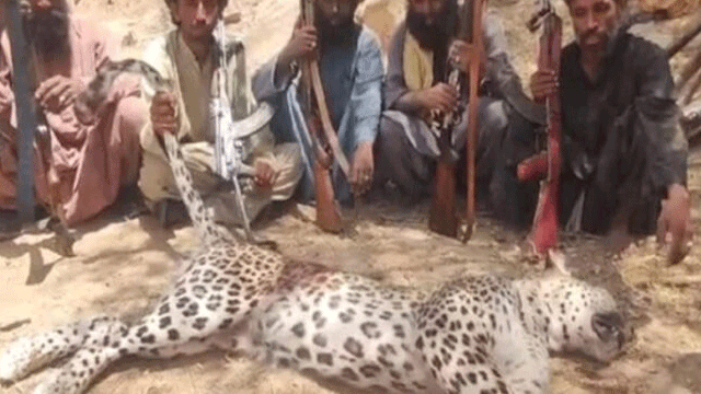 Video: Villagers kill rare leopard in Balochistan