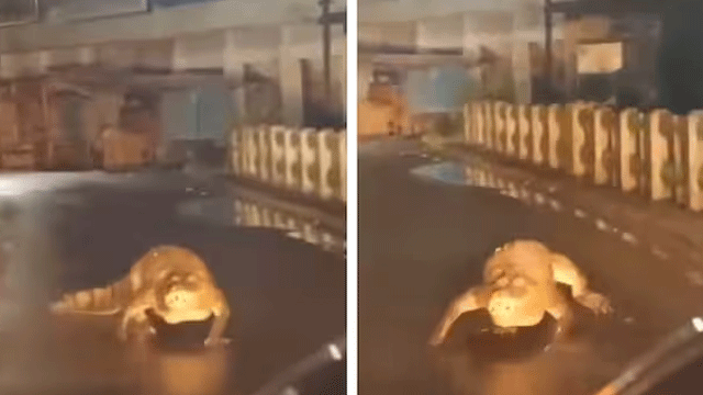 Watch: Crocodile spotted crawling along rainy road
