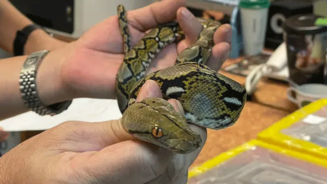 Watch: Man caught smuggling 100 live snakes in his pants