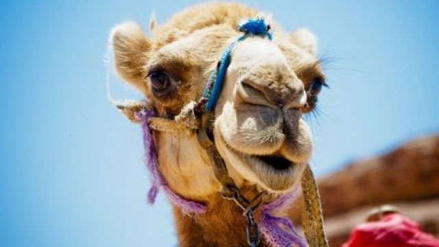Why do camels have 3 eyelids on their eyes?