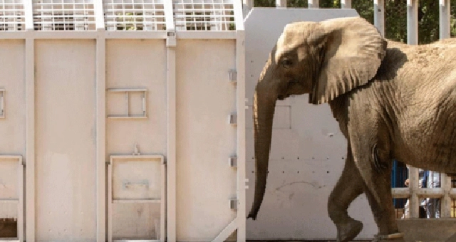 Elephant Madhubala gets new home in Karachi
