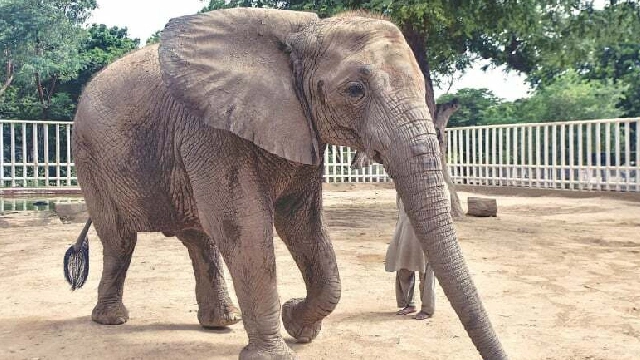 Elephant Madhubala’s last day at Karachi Zoo?