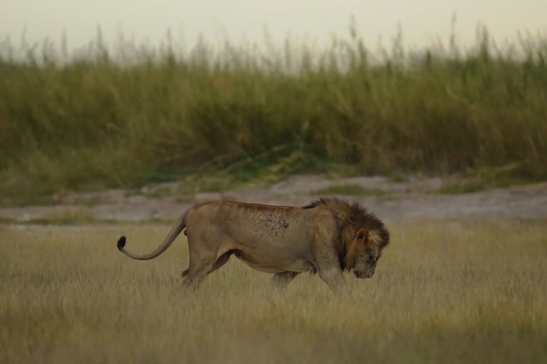 Child survives five days in Zimbabwe wildlife reserve amid lions