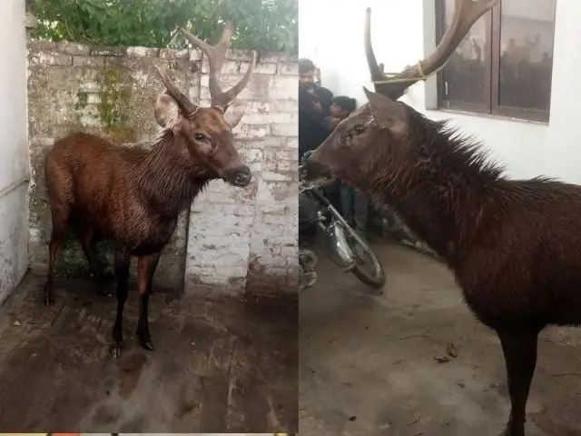 Sambar deer reaches Pakistan from India in search of food