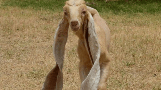 WATCH: Baby goat sold for Rs4.4 million