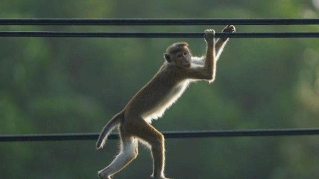 Monkey plunges entire Sri Lanka into darkness