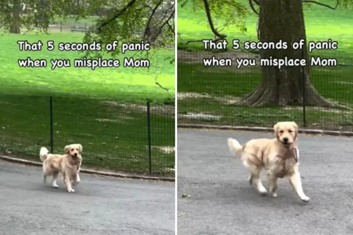 Golden Retriever Adorable Panic in Central Park Wins Millions of Hearts Online
