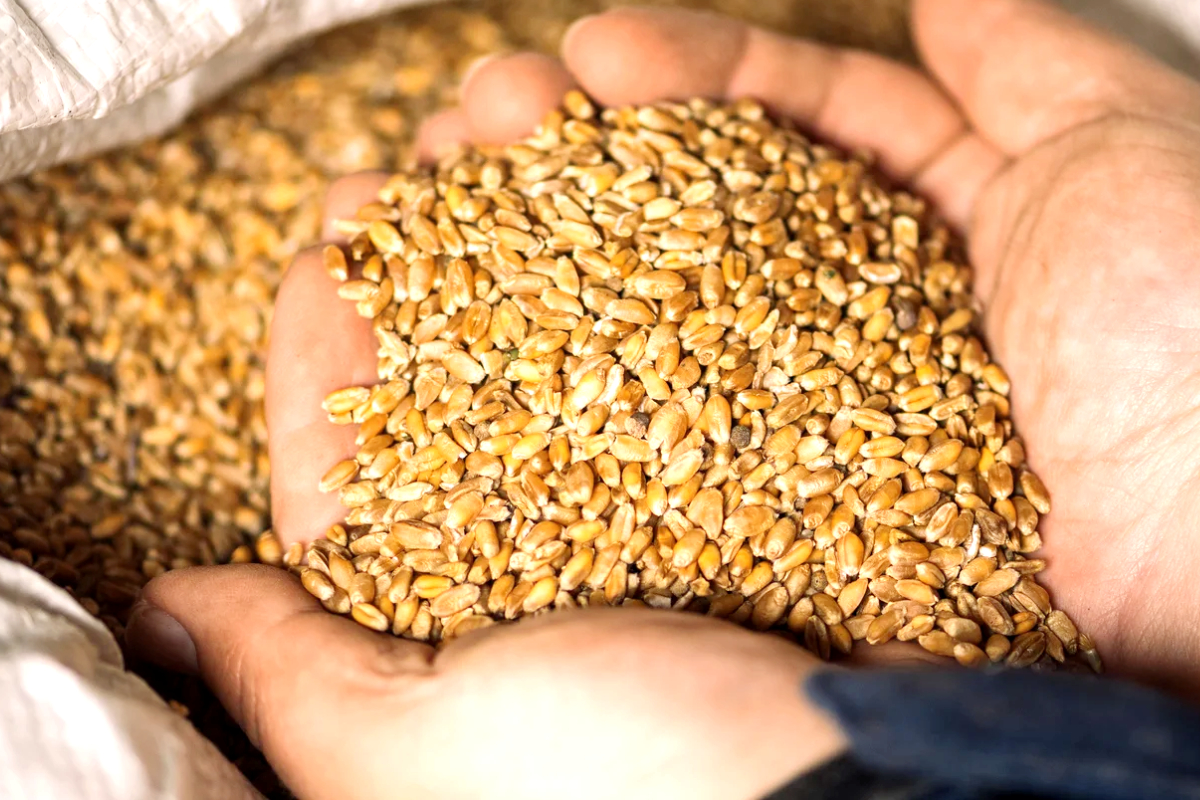Wheat prices decrease in Punjab as new crop arrives
