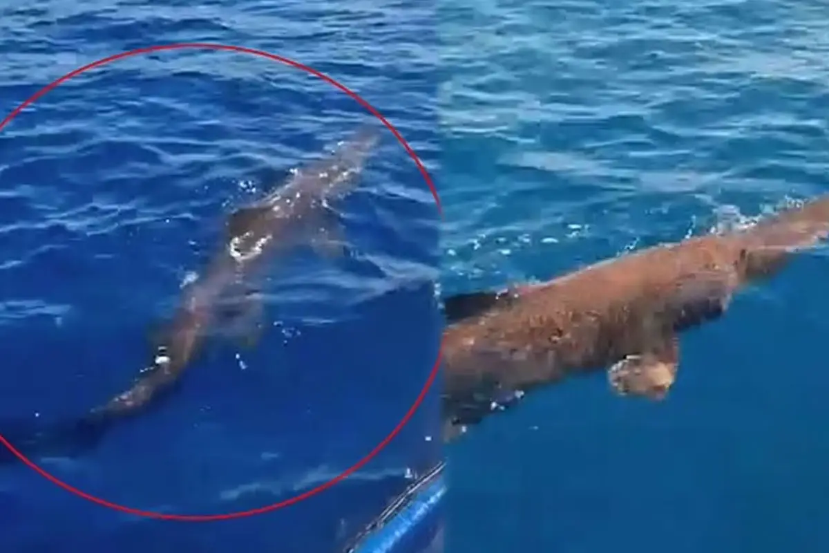 ‘Alien’ Rare Goblin Shark Spotted by Fishermen Near Gran Canaria Coast