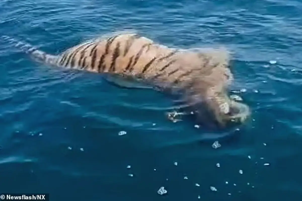 Dead Amur Tiger Found Floating in Sea of Japan Shocks Russian Fishermen