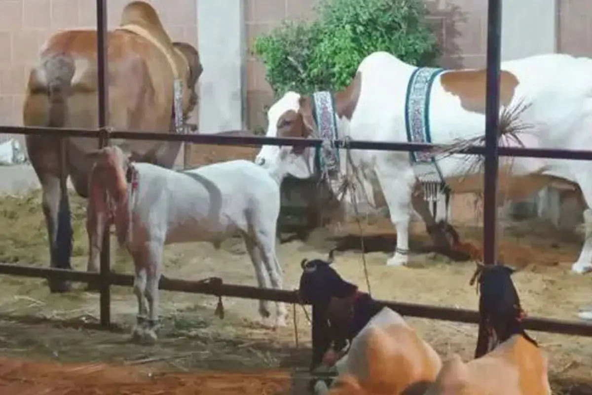 Cattle Market Locations Announced for Eidul Azha 2025 in Islamabad and Lahore