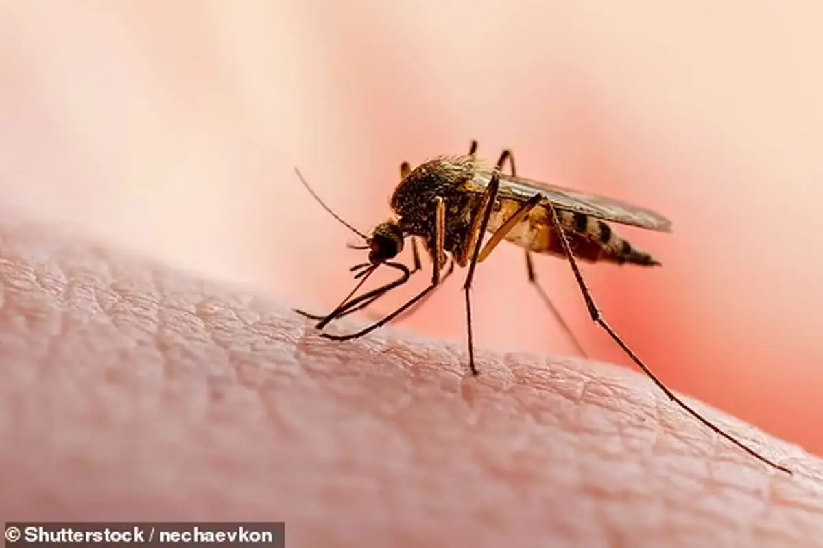 West Nile Virus Detected in UK Mosquitoes for the First Time