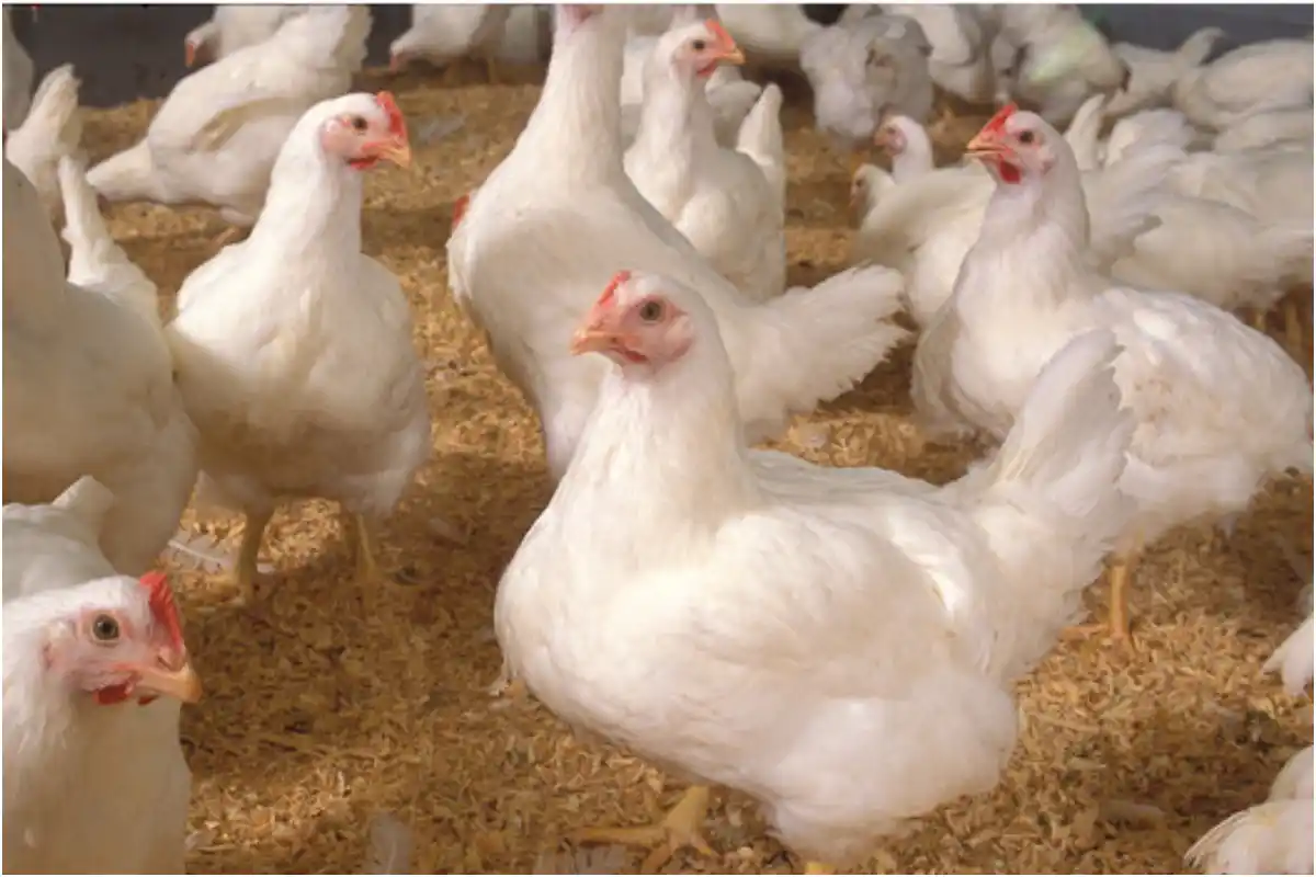 Chicken Prices Hike as Govt Imposes New Tax