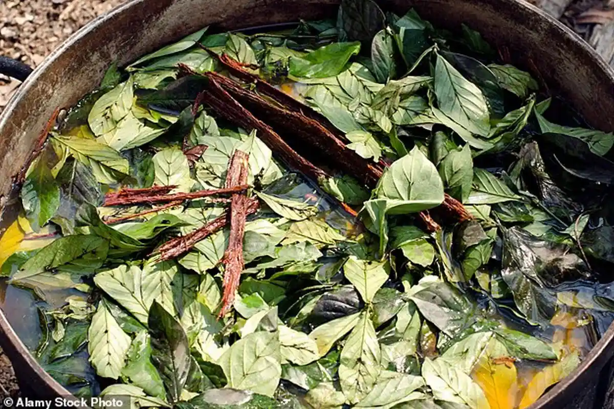 American Tourist Dies After Drinking Ayahuasca at Amazon Retreat in Peru