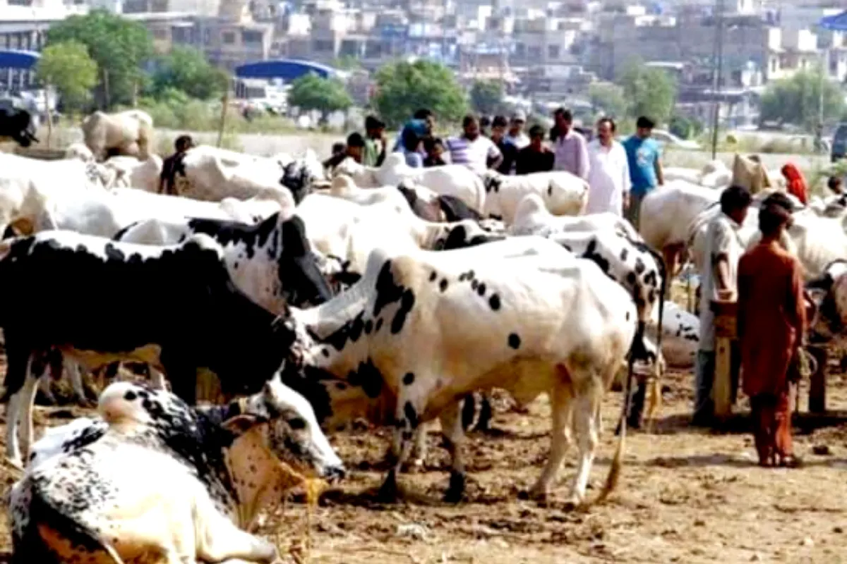 Around 7 million animals expected to be sacrificed in Pakistan this eid