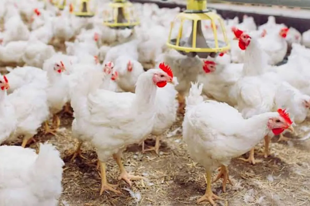 Chicken Prices Rise by Rs. 30 per Kg in Market, Exceed Government Limits