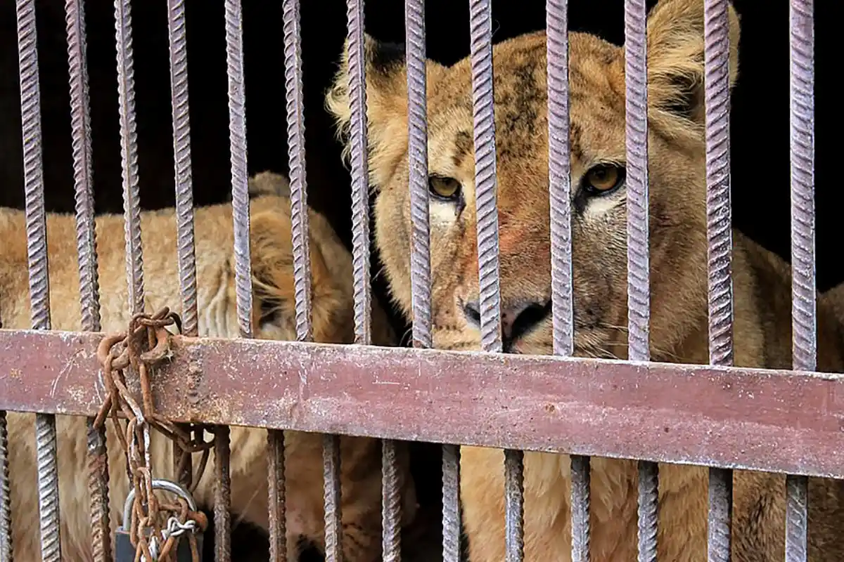 Punjab seizes 13 lions in illegal ownership crackdown