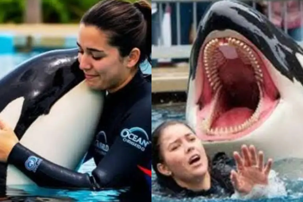Jessica Radcliffe Orca Video: The Shocking Truth Behind The Viral Sensation - bgb72qy