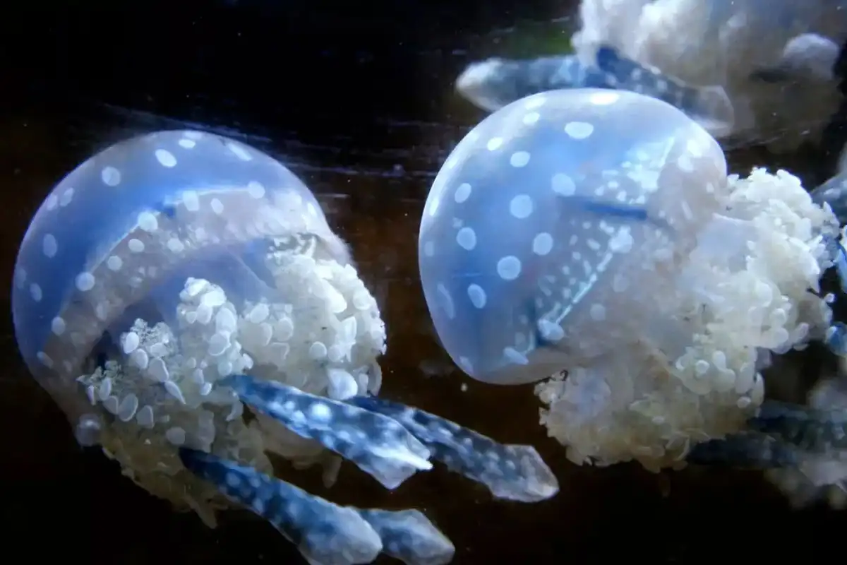 Jellyfish Force Shutdown at France’s Gravelines Nuclear Plant, But Datacenters Stay Safe