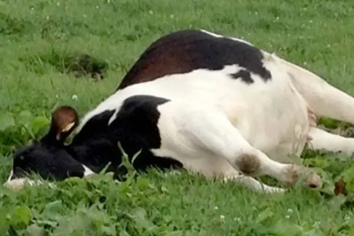 Heartbreaking! Landlord in Punjab cuts off cow’s leg for entering his field