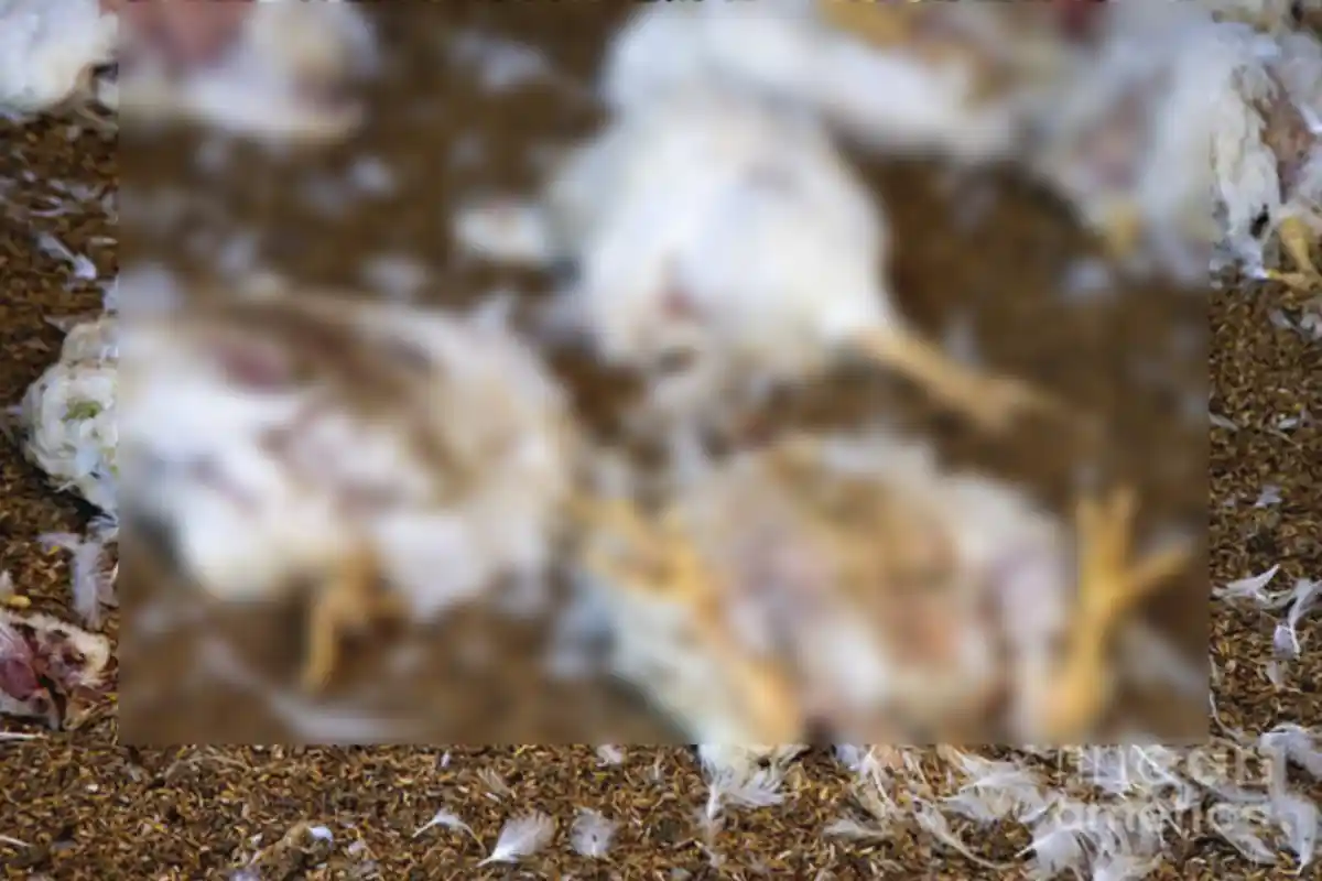 Karachi Hotels Serving Dead Chicken