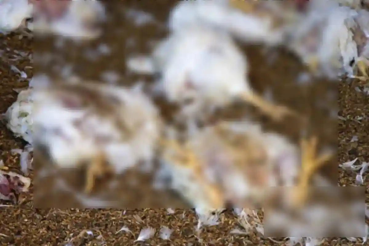Karachi Hotels Serving Dead Chicken