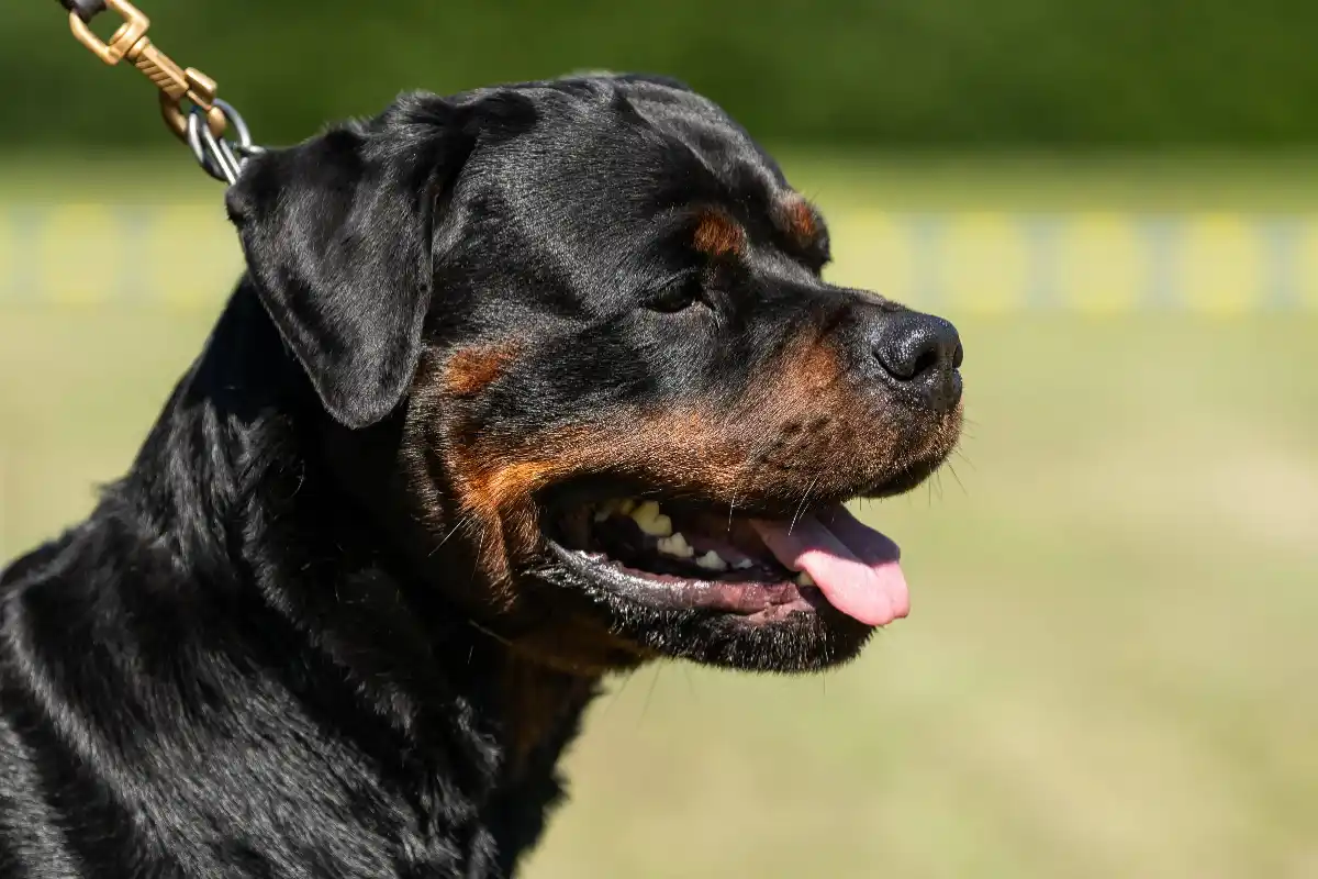 ICE Agents Shoot Family Dog