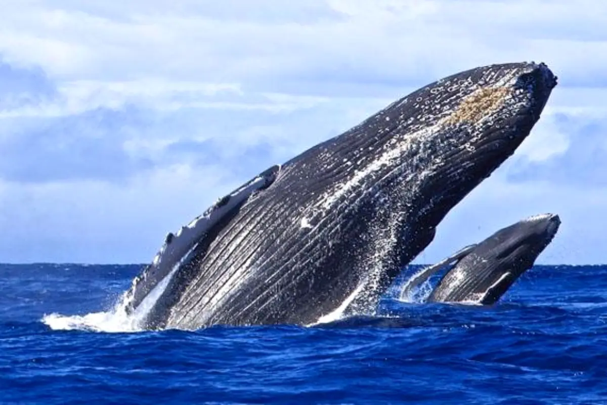 Rare Arabian humpback whales spotted near Gwadar coast