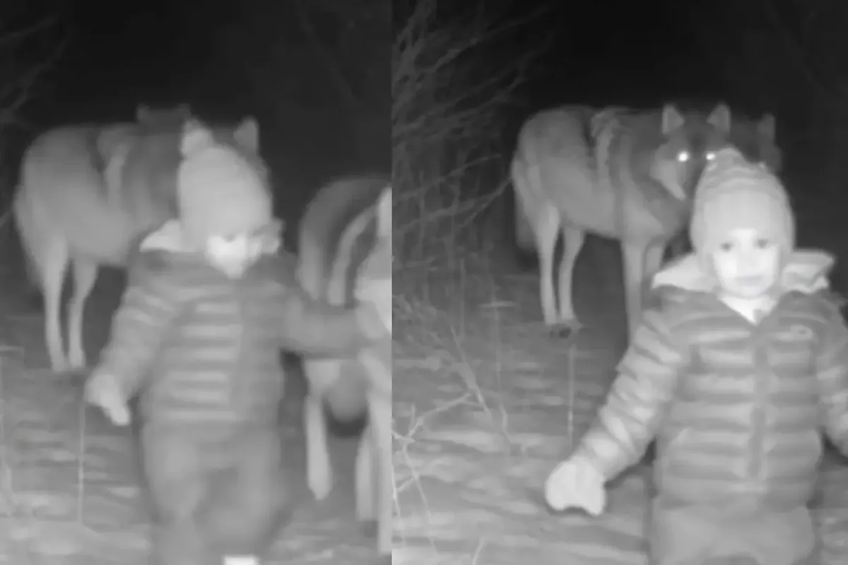 Jacob Riley “Missing Child” Cherry Log Story Debunked: Viral Wolf Video is Fake